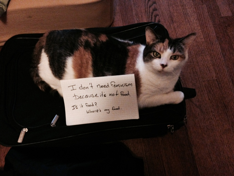 Illustration for article titled Confused Cats on Tumblr Don't Need Feminism Because They Are Cats